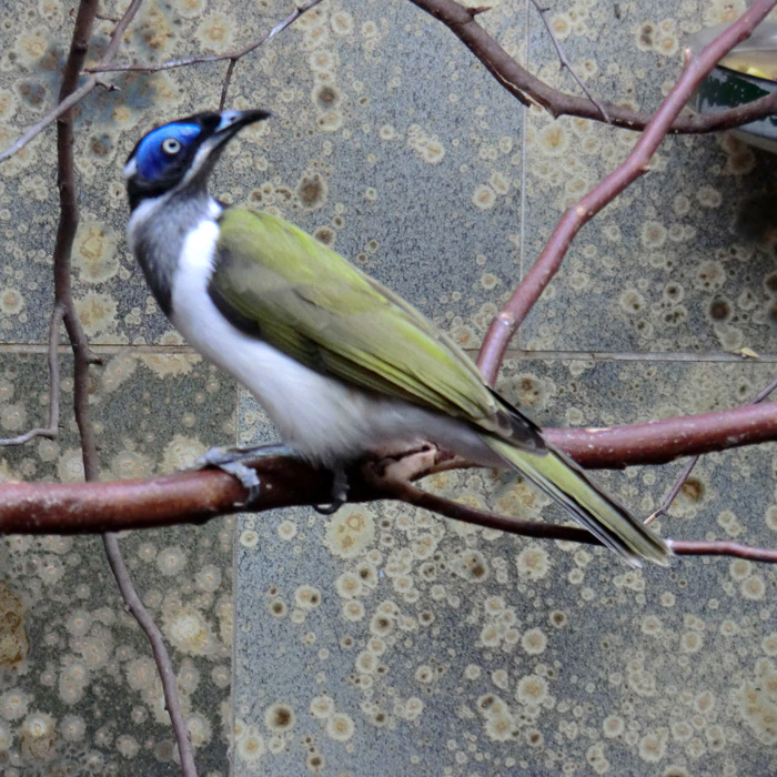 Blauohr-Honigfresser im Wuppertaler Zoo im Februar 2012