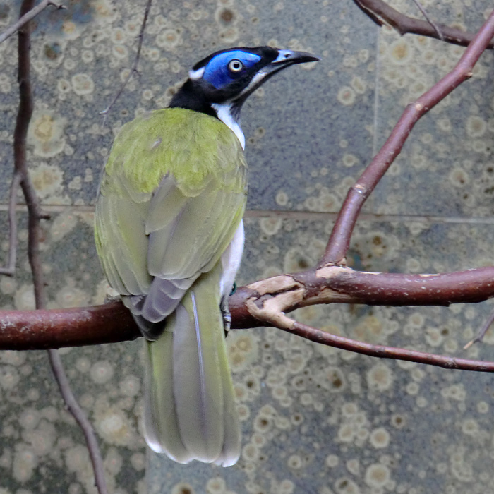 Blauohr-Honigfresser im Wuppertaler Zoo im Februar 2012