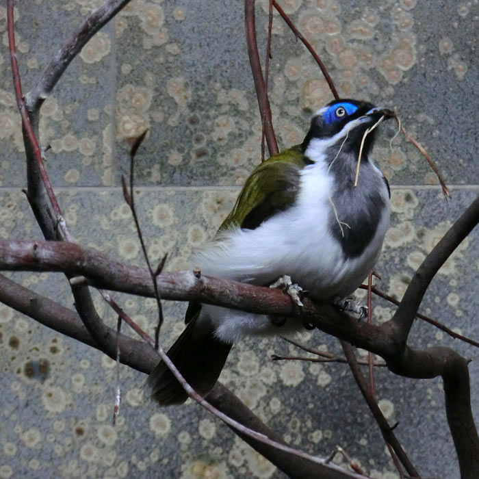 Blauohr-Honigfresser im Wuppertaler Zoo im Januar 2013