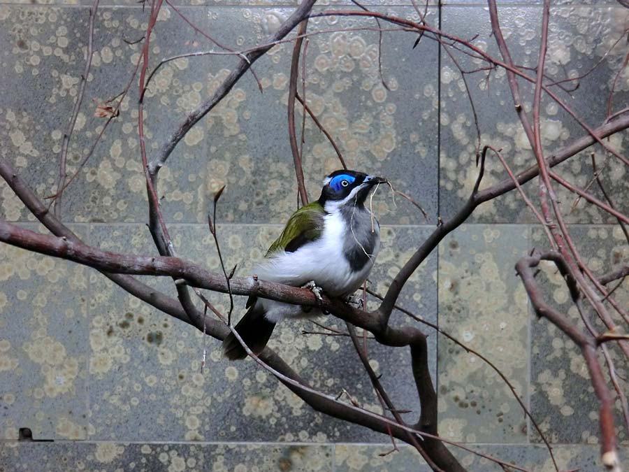 Blauohr-Honigfresser im Wuppertaler Zoo im Januar 2013