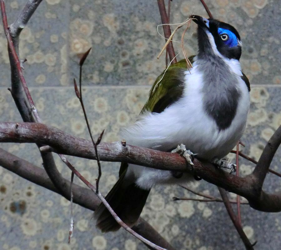 Blauohr-Honigfresser im Zoologischen Garten Wuppertal im Januar 2013