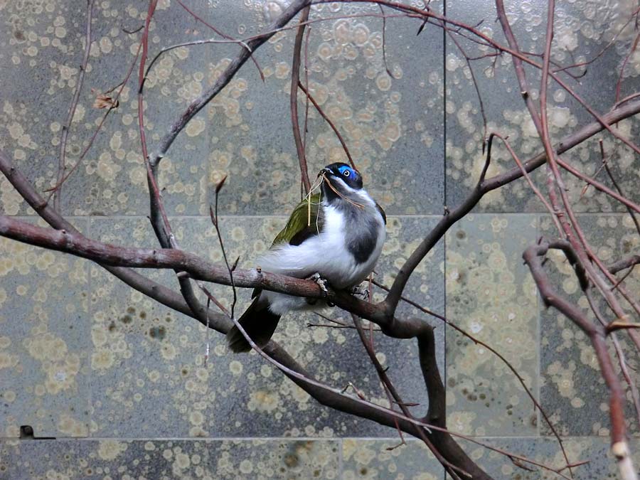 Blauohr-Honigfresser im Zoo Wuppertal im Januar 2013