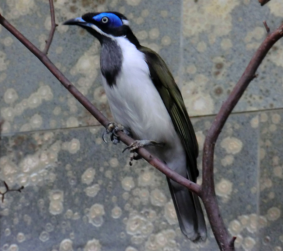 Blauohr-Honigfresser im Zoologischen Garten Wuppertal im Februar 2014