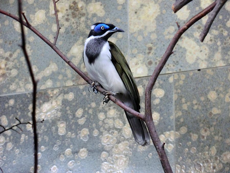 Blauohr-Honigfresser im Zoo Wuppertal im Februar 2014