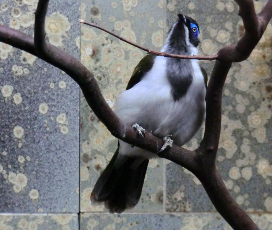 Blauohr-Honigfresser im Wuppertaler Zoo im Februar 2014