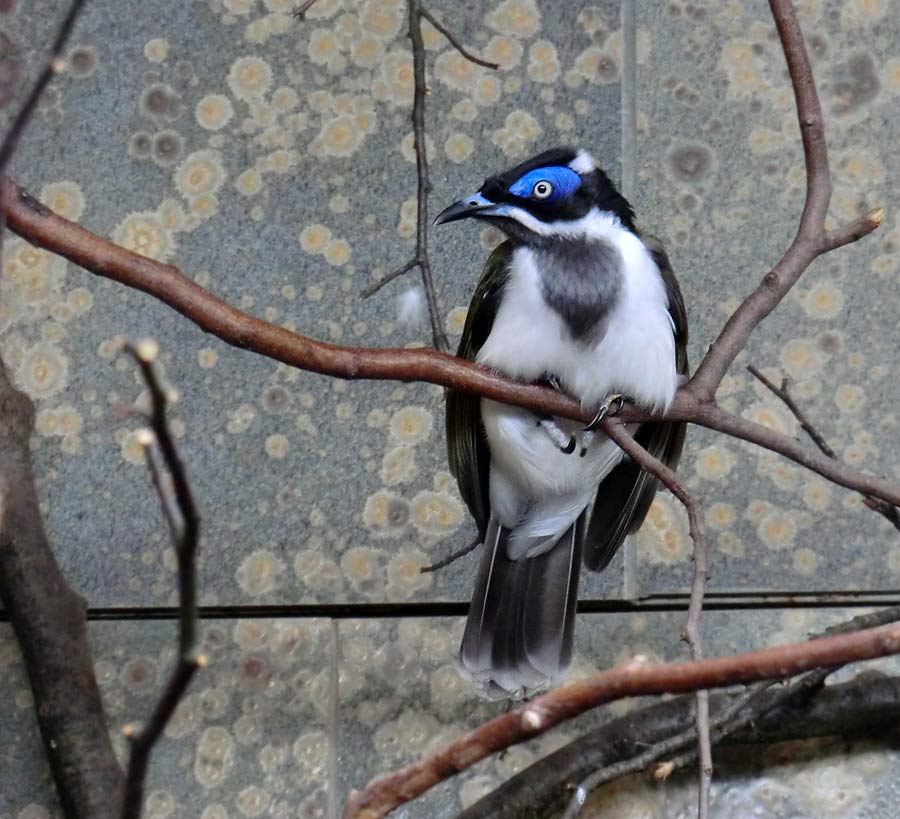 Blauohr-Honigfresser im Zoo Wuppertal im März 2014