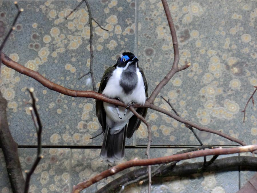 Blauohr-Honigfresser im Zoologischen Garten Wuppertal im März 2014