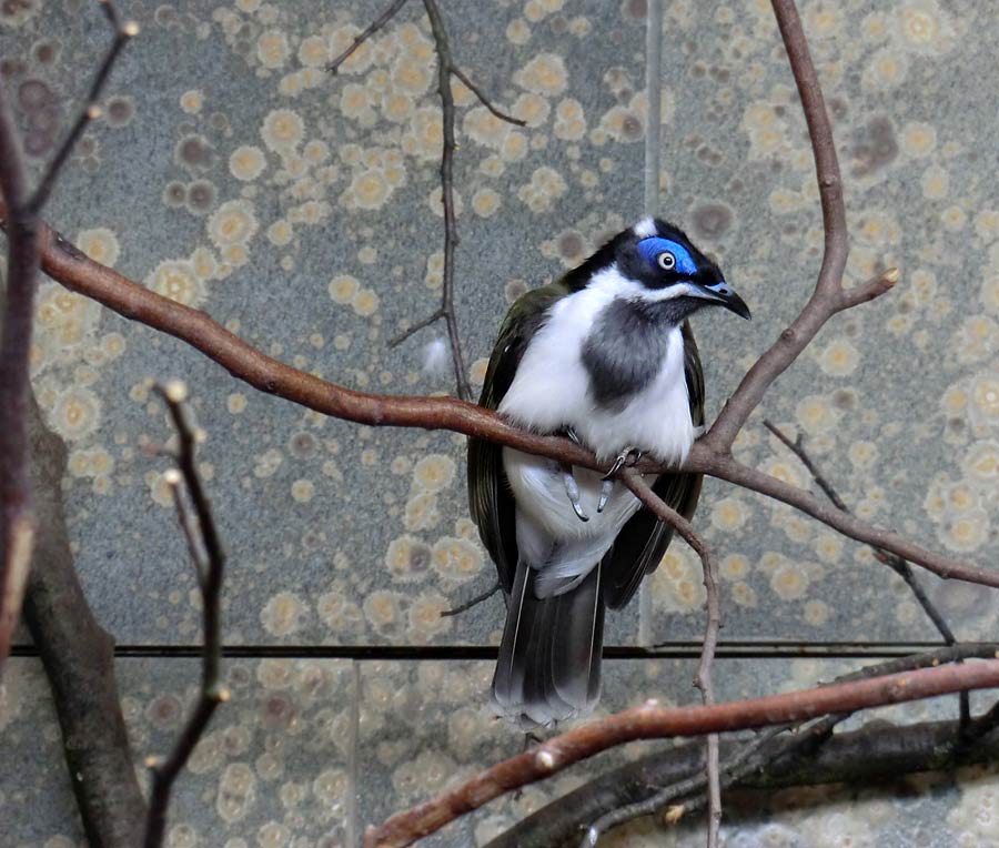 Blauohr-Honigfresser im Zoo Wuppertal im März 2014