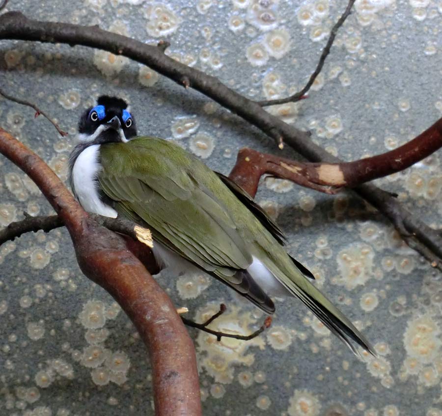 Blauohr-Honigfresser im Wuppertaler Zoo im März 2014