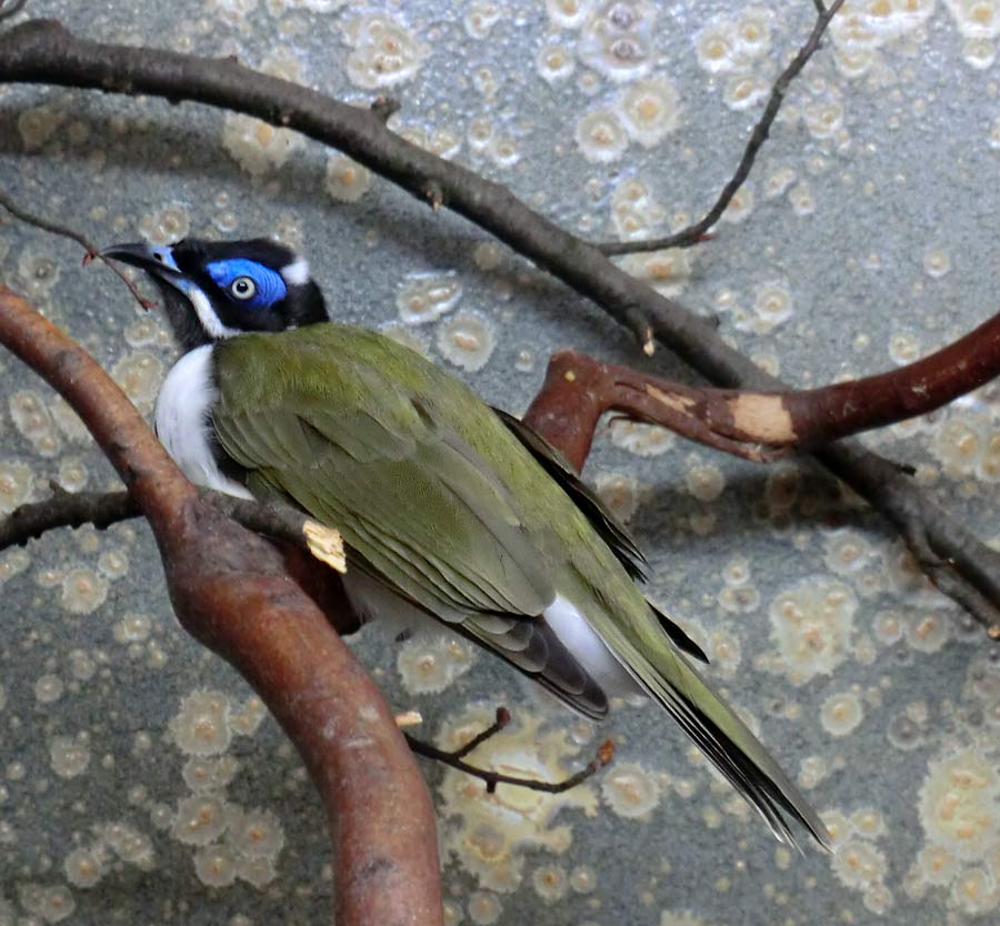 Blauohr-Honigfresser im Zoo Wuppertal im März 2014