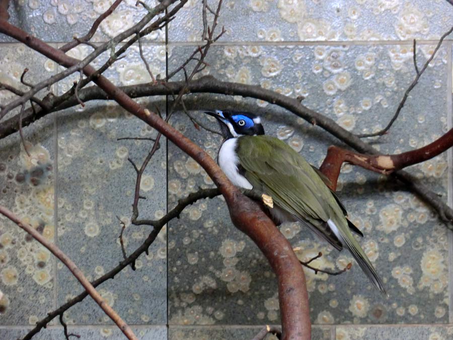 Blauohr-Honigfresser im Wuppertaler Zoo im April 2014