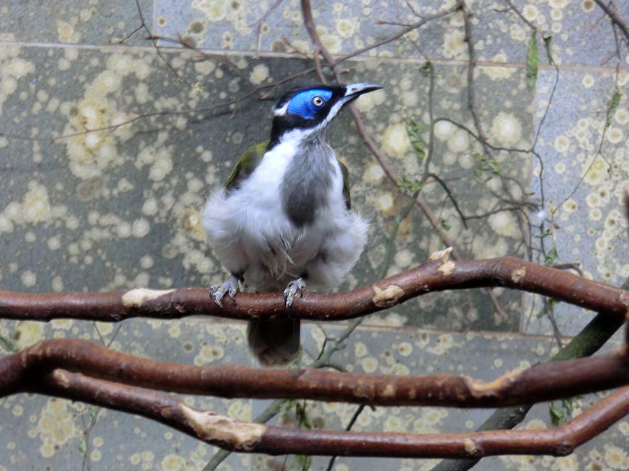 Blauohr-Honigfresser im Zoo Wuppertal im Mai 2014