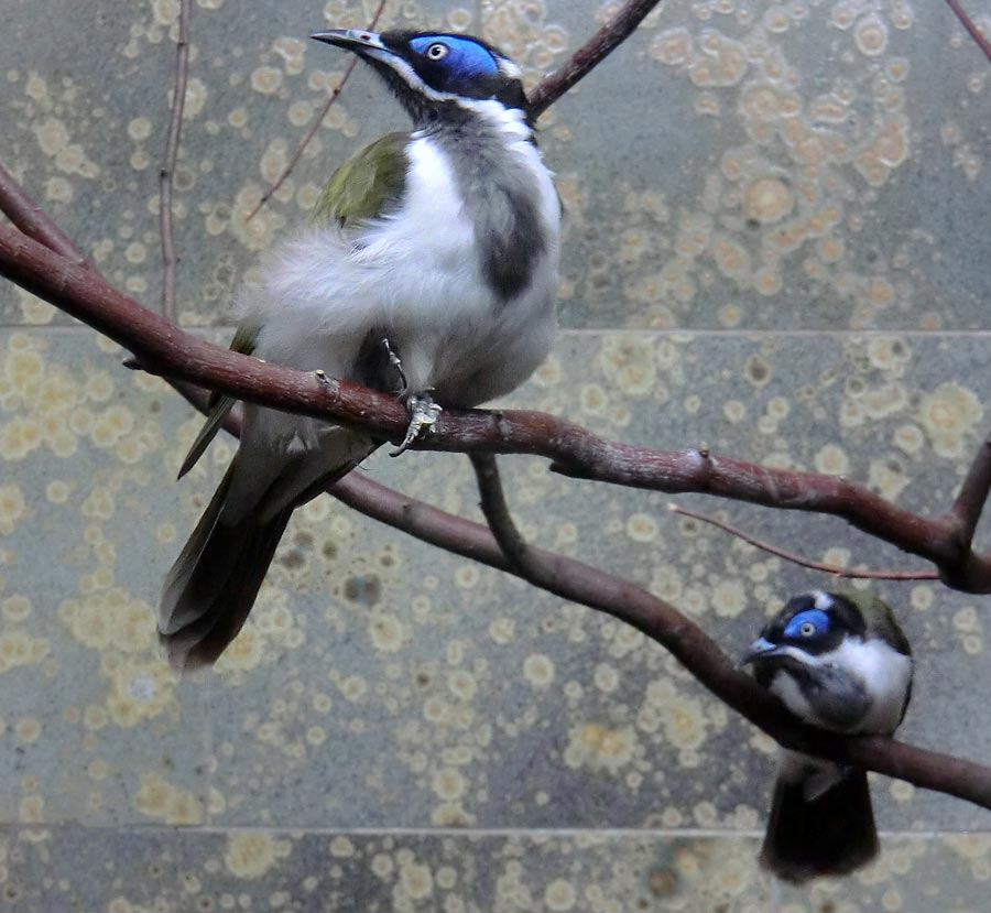 Blauohr-Honigfresser im Wuppertaler Zoo im Mai 2014