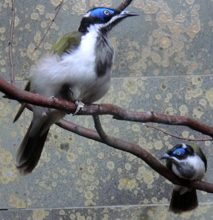 Blauohr-Honigfresser im Zoo Wuppertal im Mai 2014