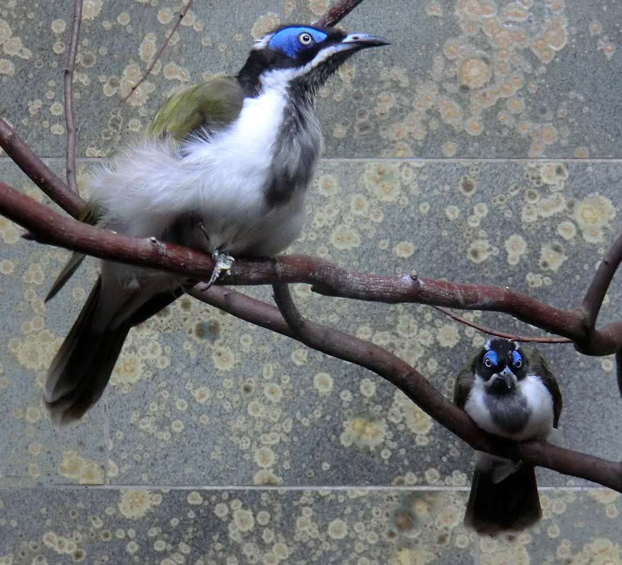 Blauohr-Honigfresser im Zoologischen Garten Wuppertal im Mai 2014