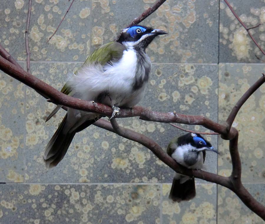 Blauohr-Honigfresser im Zoo Wuppertal im Mai 2014