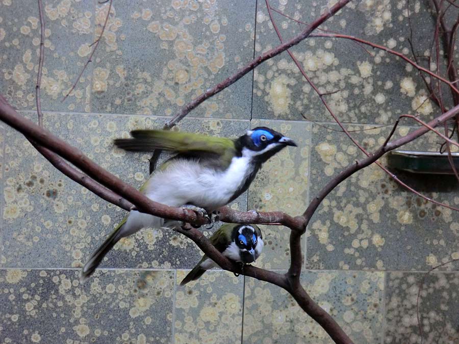 Blauohr-Honigfresser im Wuppertaler Zoo im Mai 2014