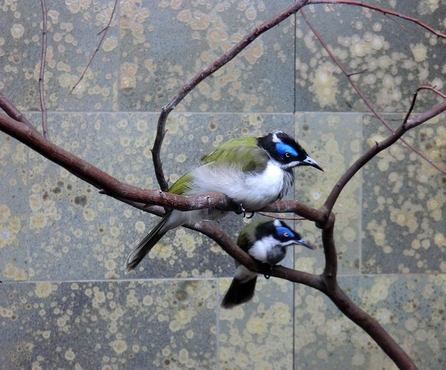 Blauohr-Honigfresser im Zoo Wuppertal im Mai 2014