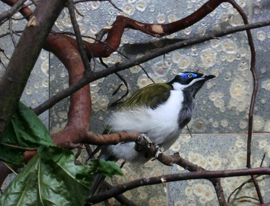 Blauohr-Honigfresser im Zoo Wuppertal im Juli 2014