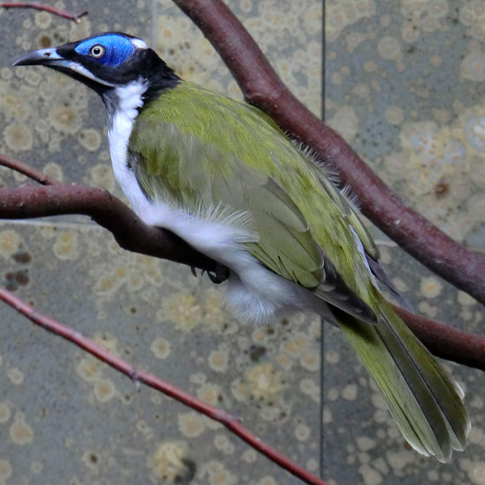 Blauohr-Honigfresser im Wuppertaler Zoo im August 2014