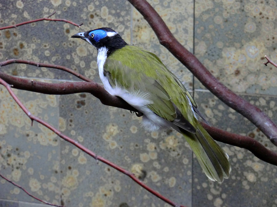 Blauohr-Honigfresser im Zoologischen Garten Wuppertal im August 2014