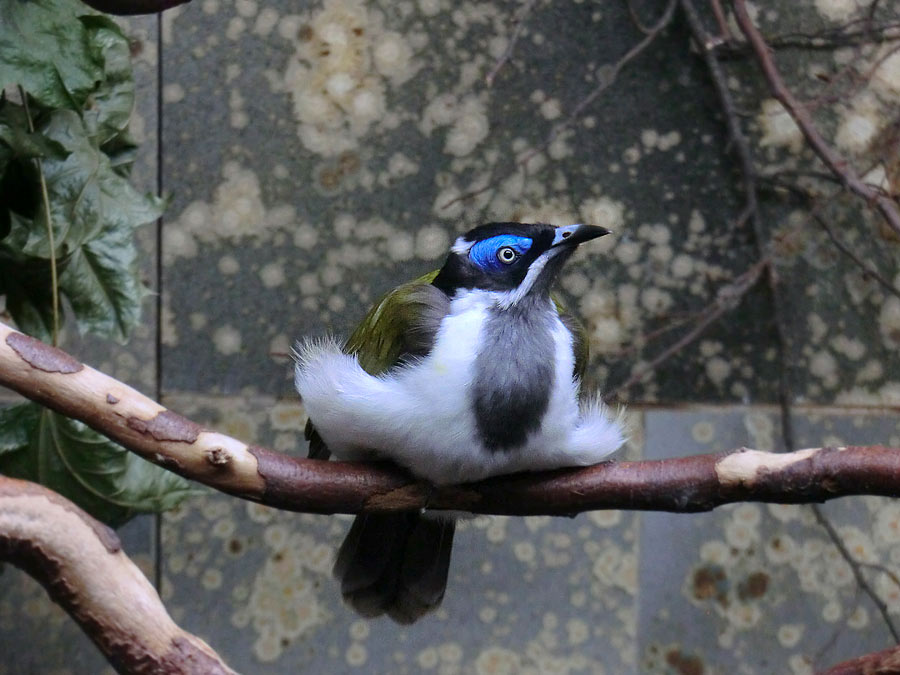 Blauohr-Honigfresser im Zoo Wuppertal im August 2014