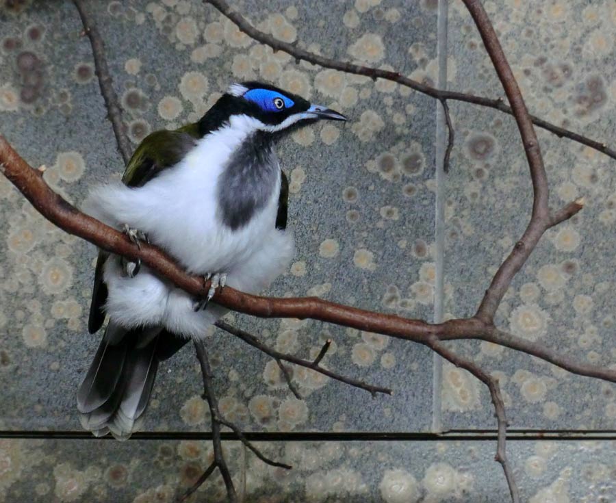 Blauohr-Honigfresser im Wuppertaler Zoo im Oktober 2014