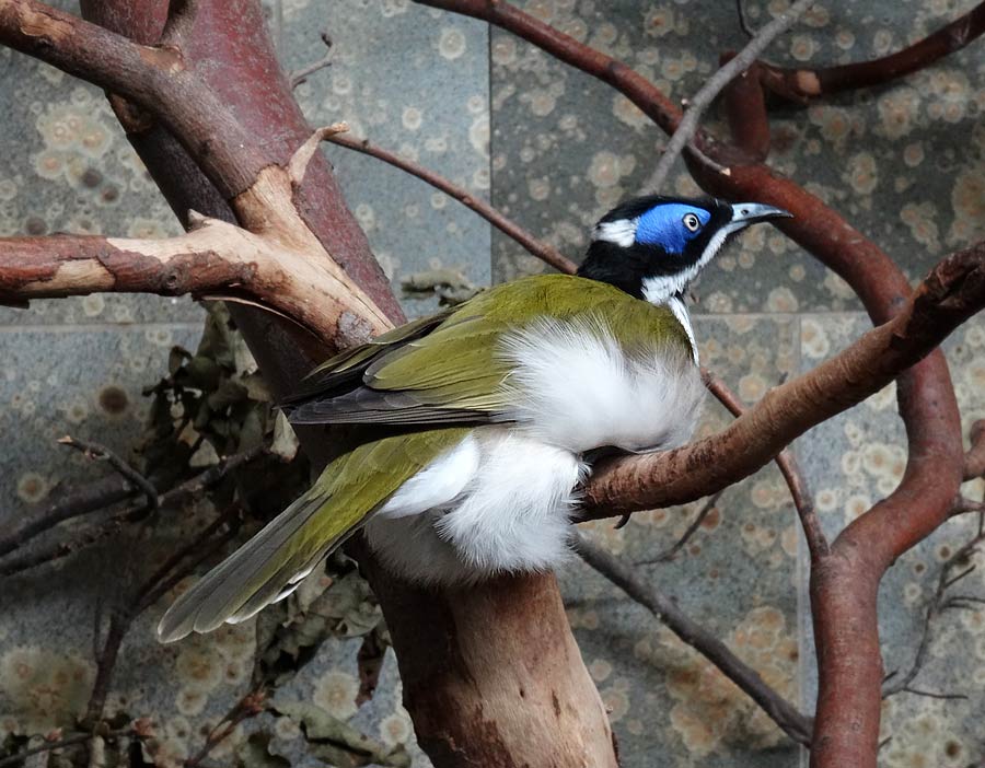 Blauohr-Honigfresser im Zoo Wuppertal im November 2014