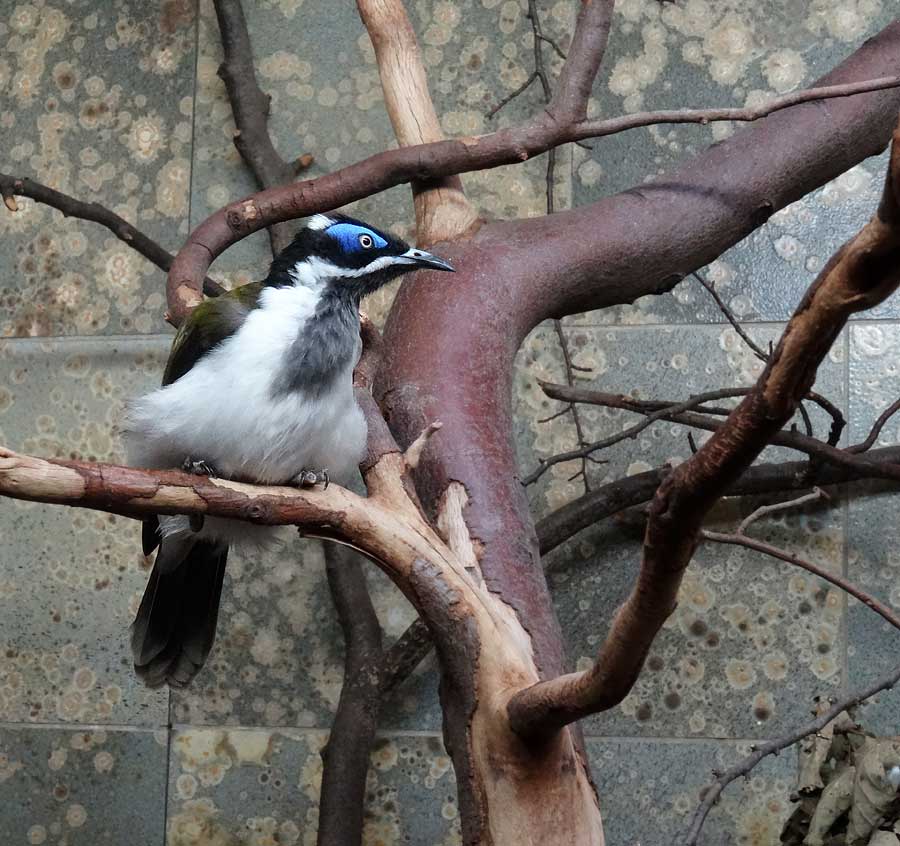 Blauohr-Honigfresser im Zoo Wuppertal im Dezember 2014