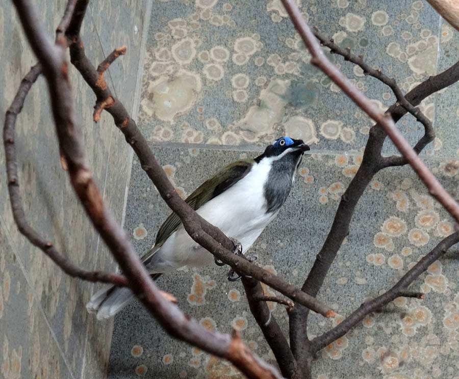 Blauohr-Honigfresser im Zoologischen Garten Wuppertal im Dezember 2014