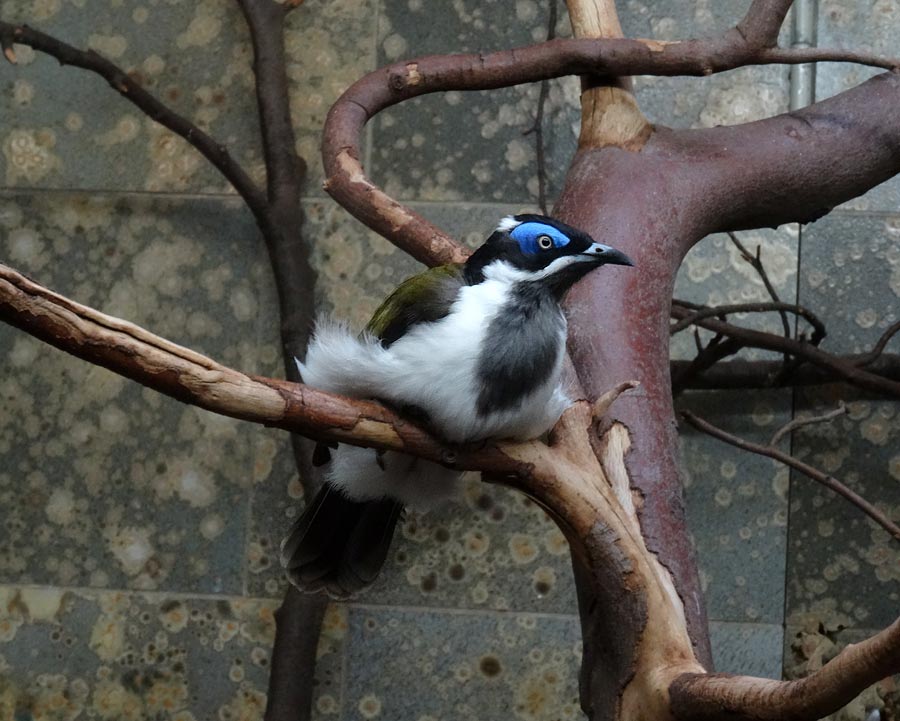 Blauohr-Honigfresser im Zoo Wuppertal im Januar 2015