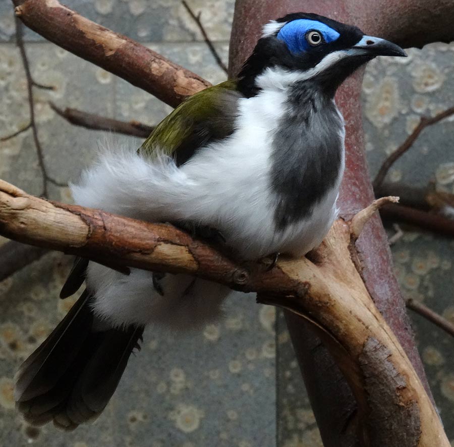 Blauohr-Honigfresser im Zoologischen Garten Wuppertal im Januar 2015