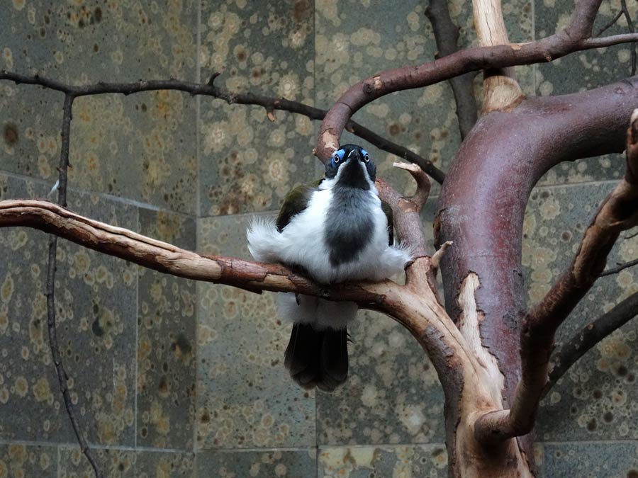 Blauohr-Honigfresser im Zoo Wuppertal im Januar 2015