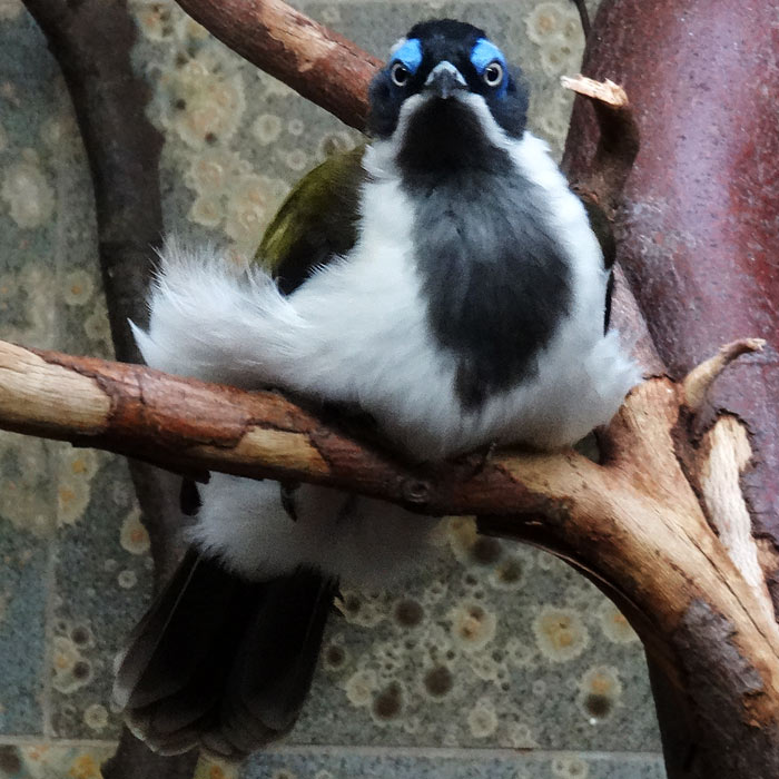 Blauohr-Honigfresser im Wuppertaler Zoo im Januar 2015