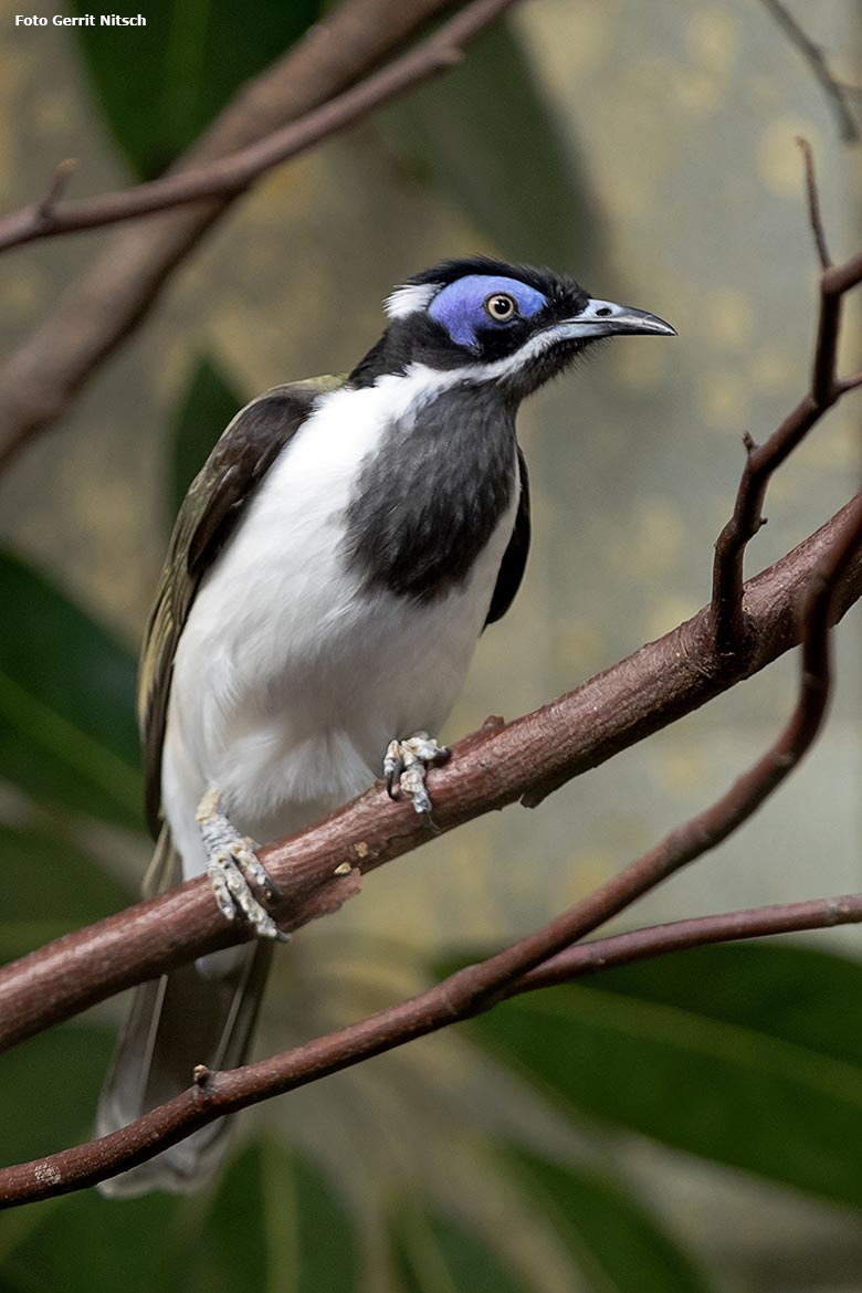 Blauohr-Honigfresser am 18. Oktober 2019 im Vogel-Haus im Zoo Wuppertal (Foto Gerrit Nitsch)