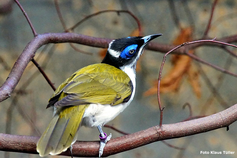 Blauohr-Honigfresser am 16. November 2019 im Vogel-Haus im Wuppertaler Zoo (Foto Klaus Tüller)