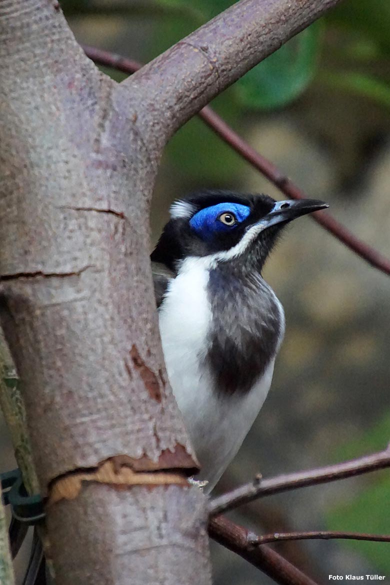 Blauohr-Honigfresser am 2. Februar 2020 im Vogel-Haus im Zoologischen Garten der Stadt Wuppertal (Foto Klaus Tüller)