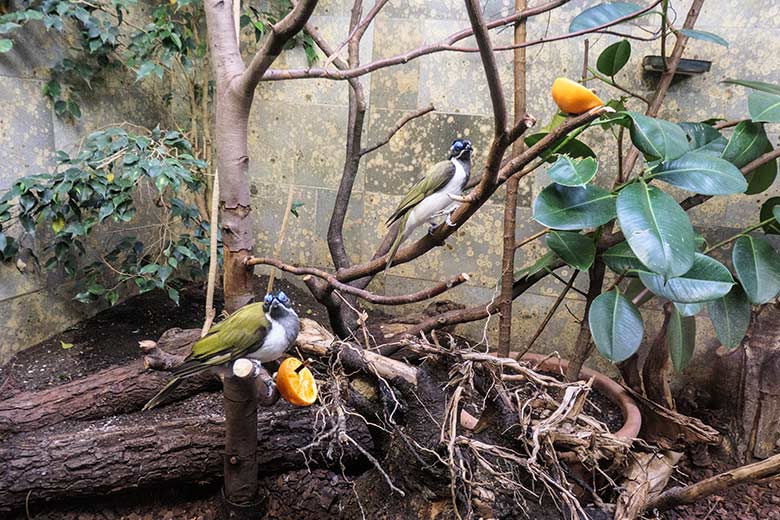 Blauohr-Honigfresser am 28. November 2021 im Vogel-Haus im Zoologischen Garten Wuppertal