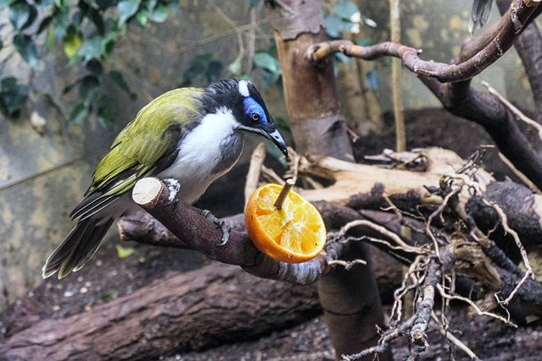 Blauohr-Honigfresser am 28. November 2021 im Vogel-Haus im Grünen Zoo Wuppertal