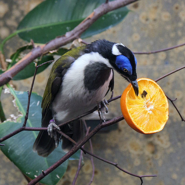 Blauohr-Honigfresser am 14. März 2022 im Vogel-Haus im Zoologischen Garten Wuppertal