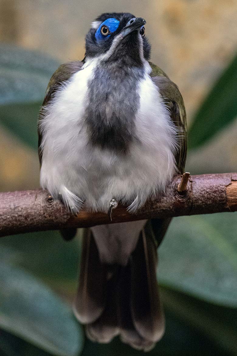 Blauohr-Honigfresser am 4. September 2022 im Vogel-Haus im Grünen Zoo Wuppertal