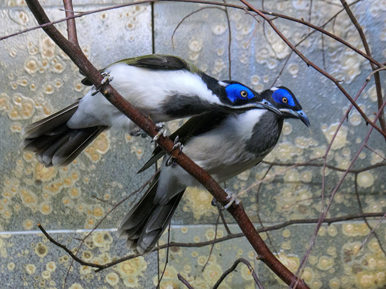 Blauohr-Honigfresser-Paar am 7. September 2022 im Vogel-Haus im Wuppertaler Zoo