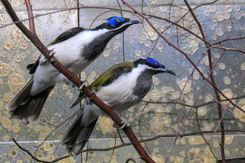 Blauohr-Honigfresser-Paar am 7. September 2022 im Vogel-Haus im Zoo Wuppertal