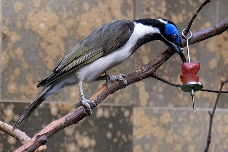 Blauohr-Honigfresser am 16. Februar 2023 im Vogel-Haus im Grünen Zoo Wuppertal