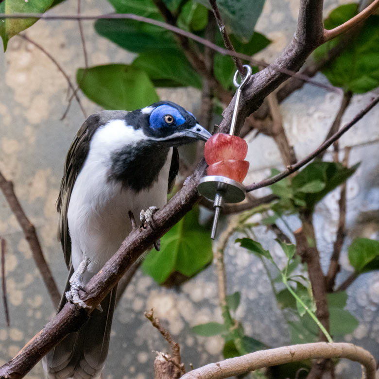 Blauohr-Honigfresser am 16. Februar 2023 im Vogel-Haus im Zoologischen Garten Wuppertal