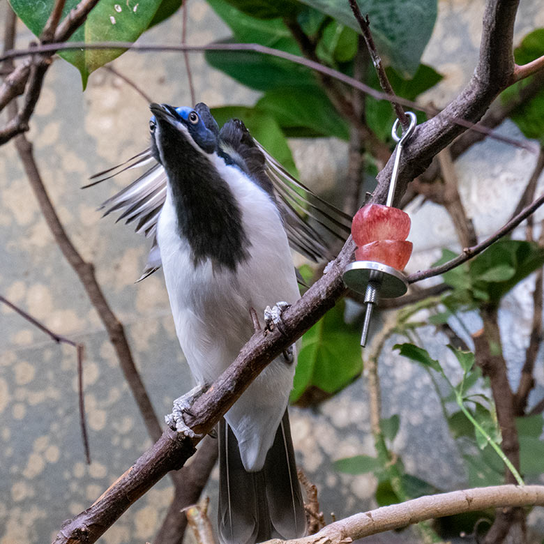 Blauohr-Honigfresser am 16. Februar 2023 im Vogel-Haus im Wuppertaler Zoo