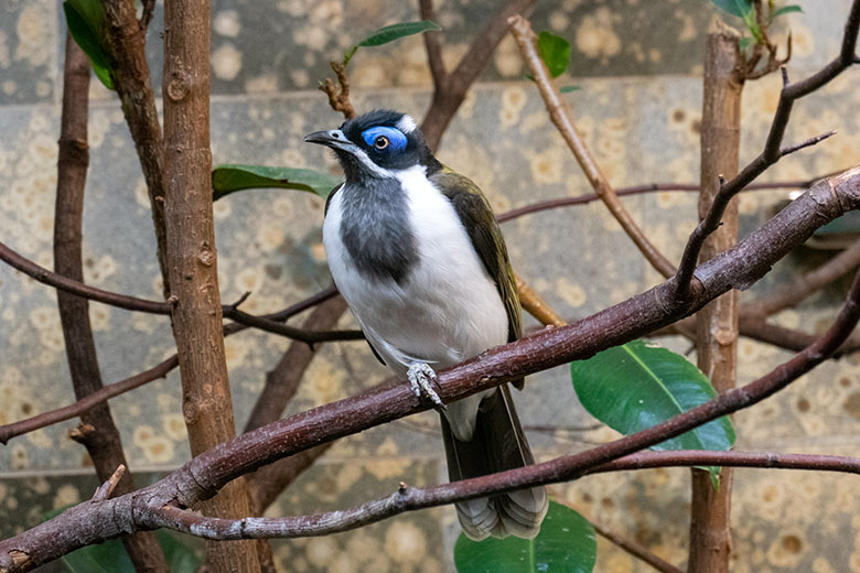 Männlicher Blauohr-Honigfresser am 15. Oktober 2023 im Vogel-Haus im Grünen Zoo Wuppertal