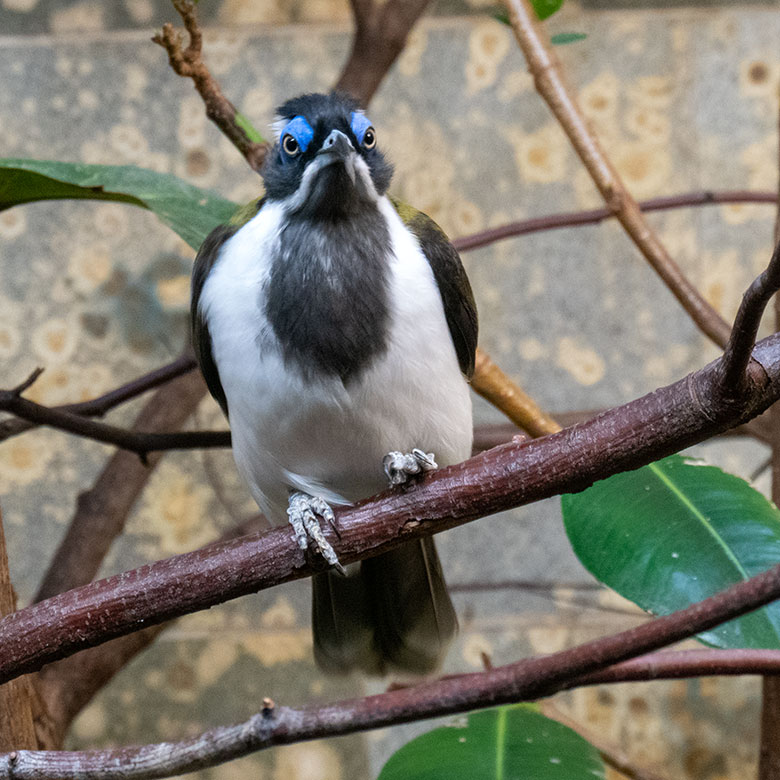 Männlicher Blauohr-Honigfresser am 15. Oktober 2023 im Vogel-Haus im Zoologischen Garten Wuppertal