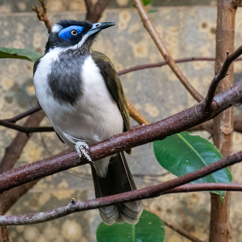 Männlicher Blauohr-Honigfresser am 15. Oktober 2023 im Vogel-Haus im Wuppertaler Zoo