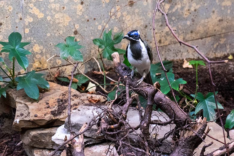 Alter weiblicher Blauohr-Hongfresser am 17. Dezember 2023 in der linken Innenvoliere Nr. 2 im Vogel-Haus im Grünen Zoo Wuppertal